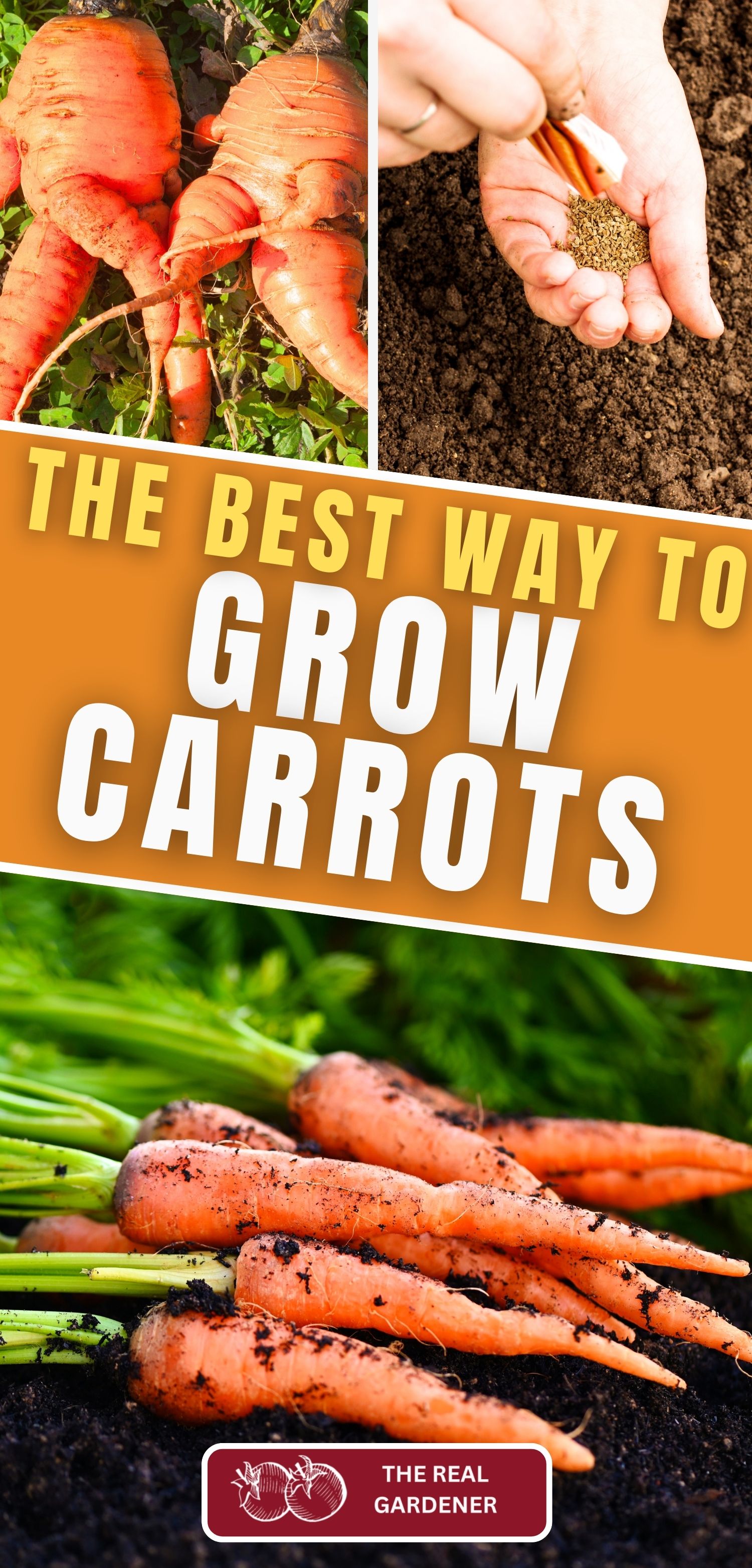 the best way to grow carrots