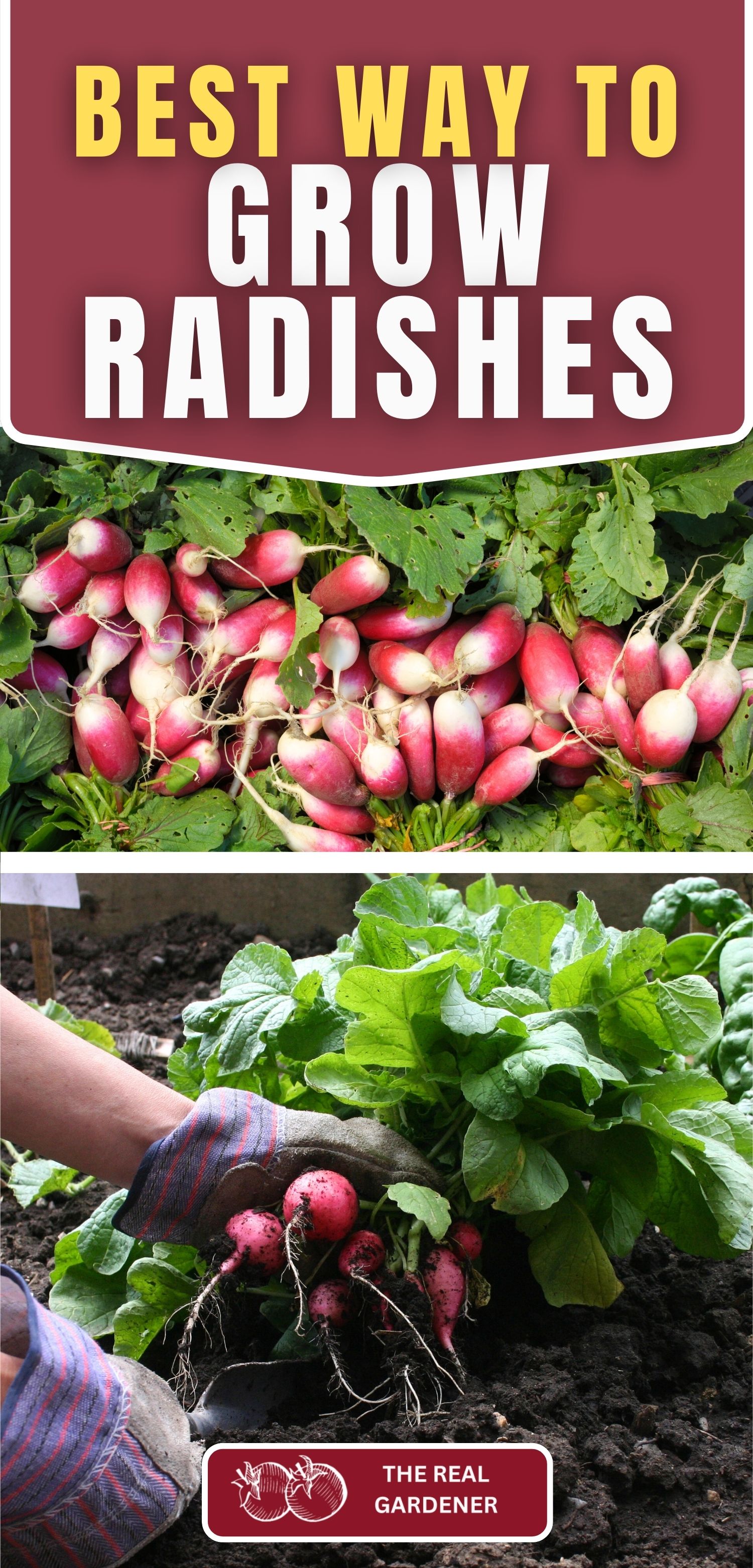 best way to grow radishes