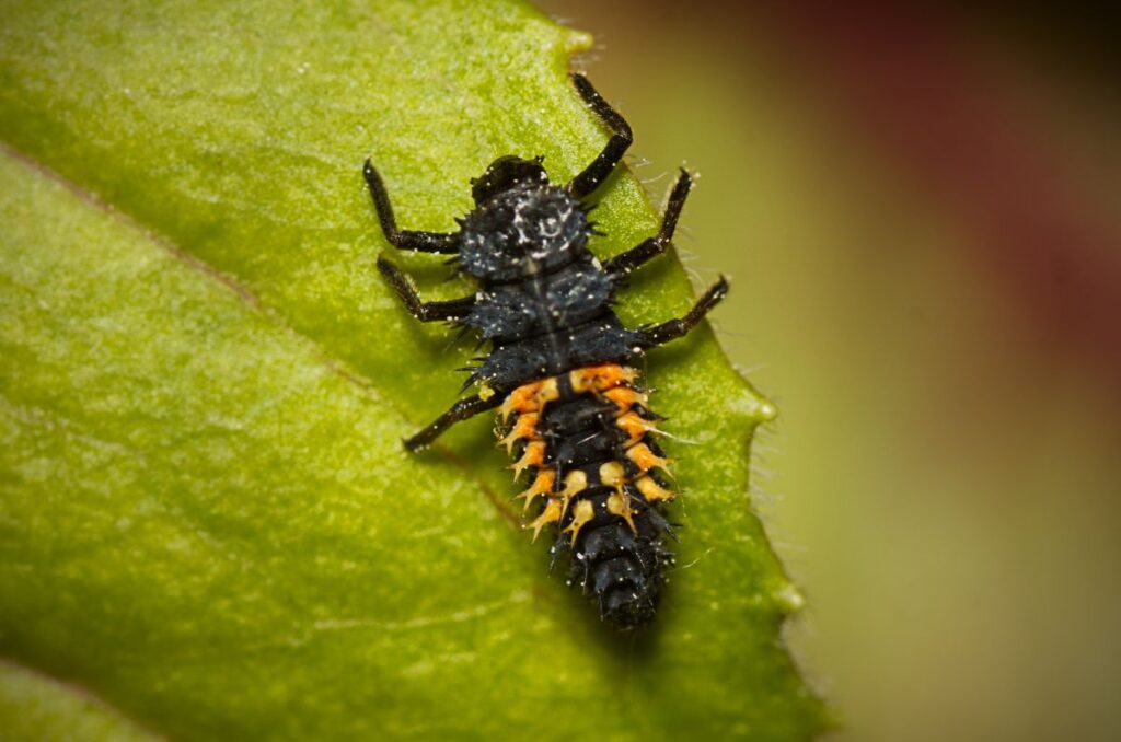 ladybug larva