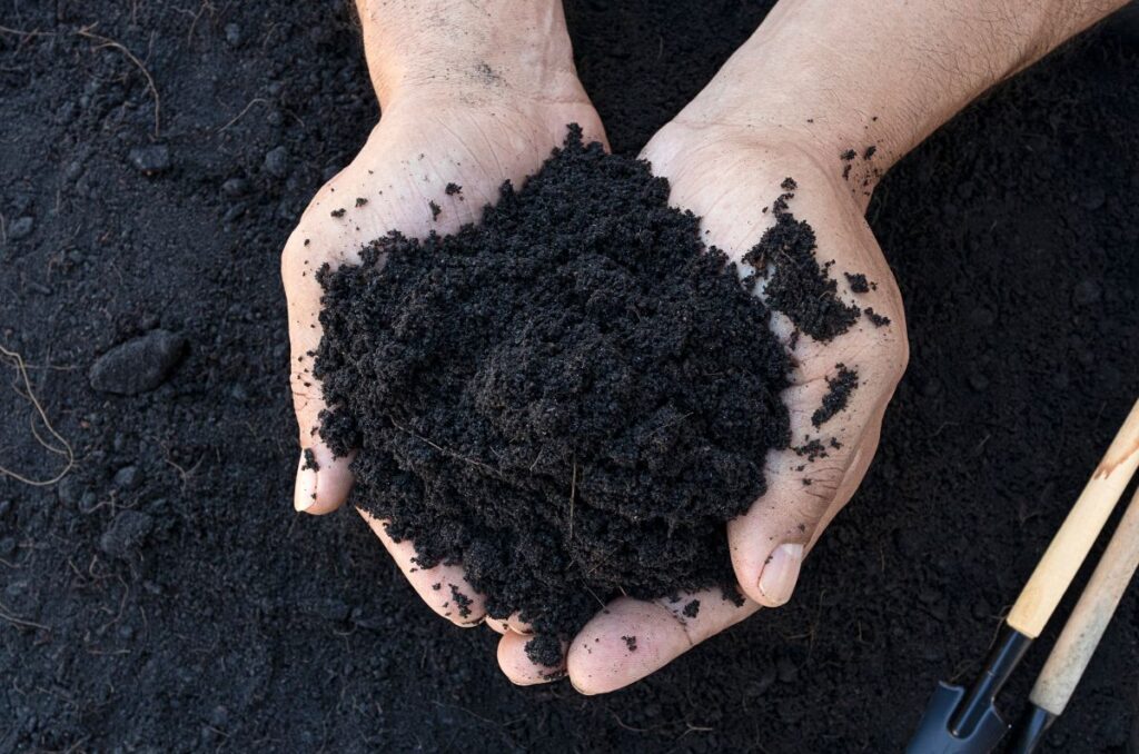 loamy soil with organic matter for growing carrots