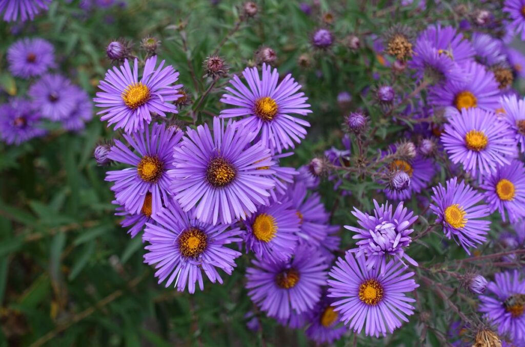 new england aster native wildflowers