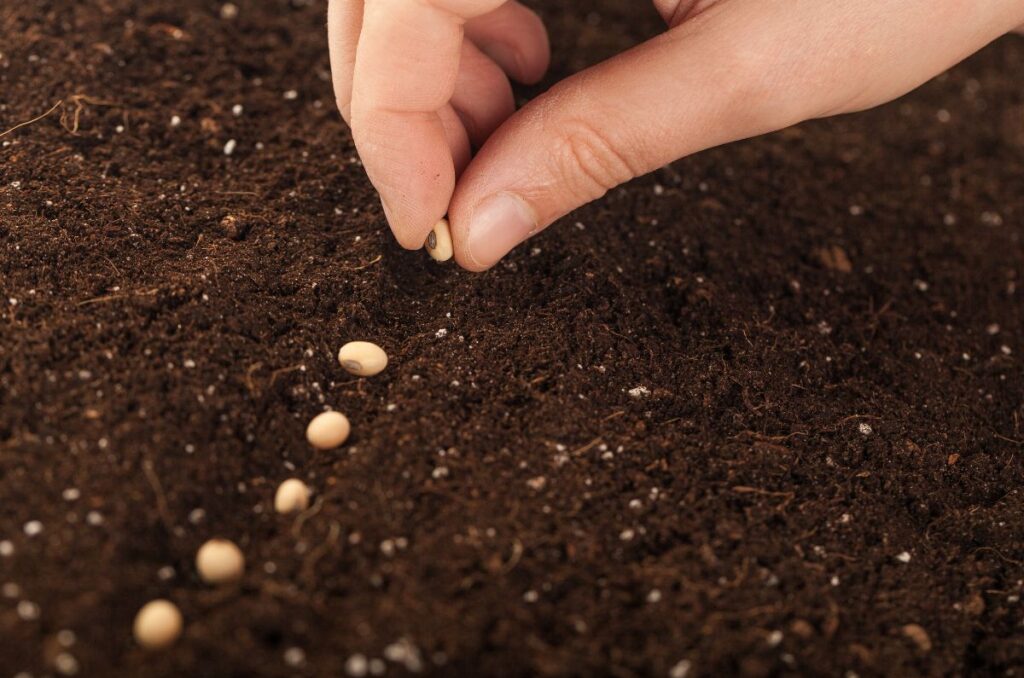 direct sowing radish seeds in the garden