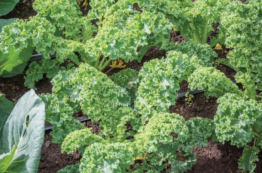 prizm hybrid kale variety