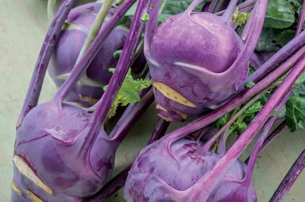 purple vienna kohlrabi variety