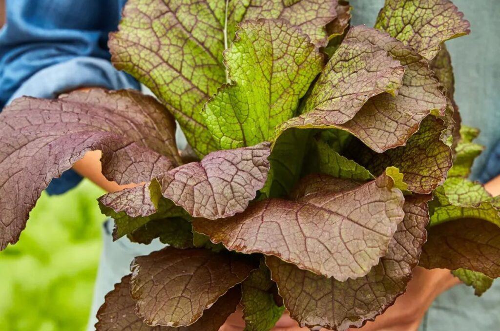 red giant mustard variety