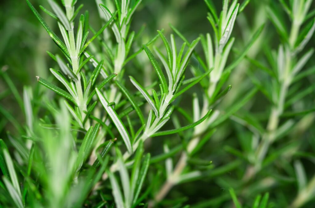 rosemary plants deter slugs