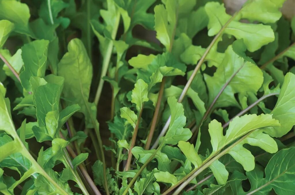 selvatica organic arugula variety