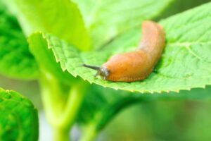 how to deter slugs in the garden