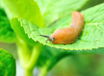 how to deter slugs in the garden