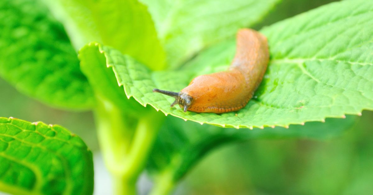 how to deter slugs in the garden