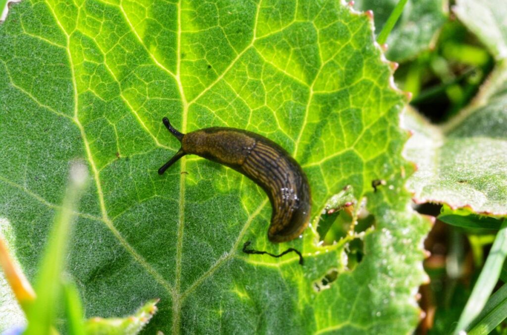 slug eating plant leaf