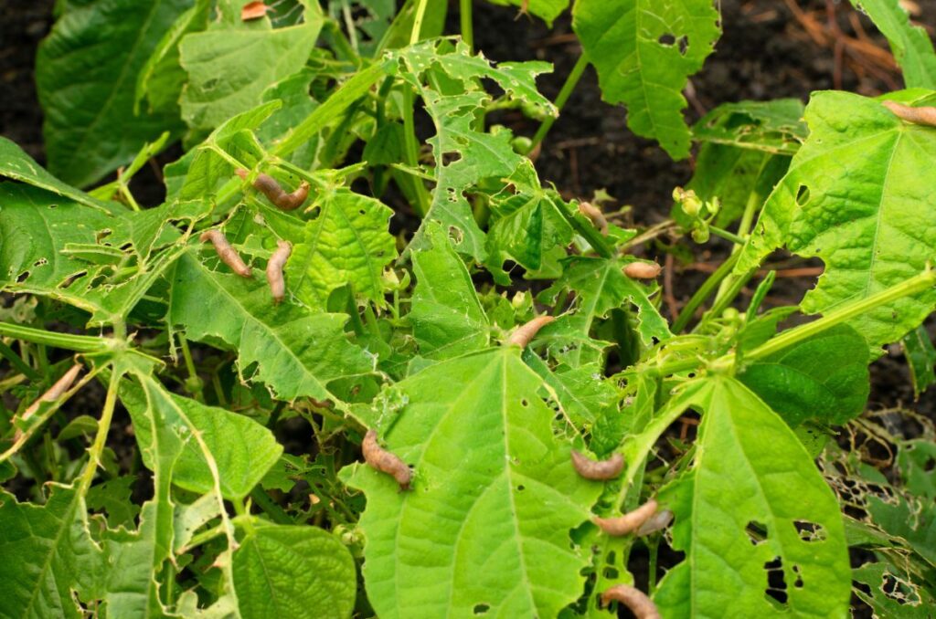 garden slugs eating bean plants with many holes in the leaves