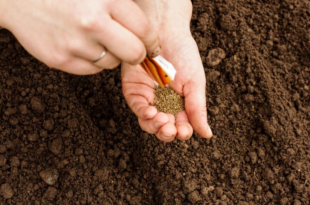 sowing carrots seeds in soil