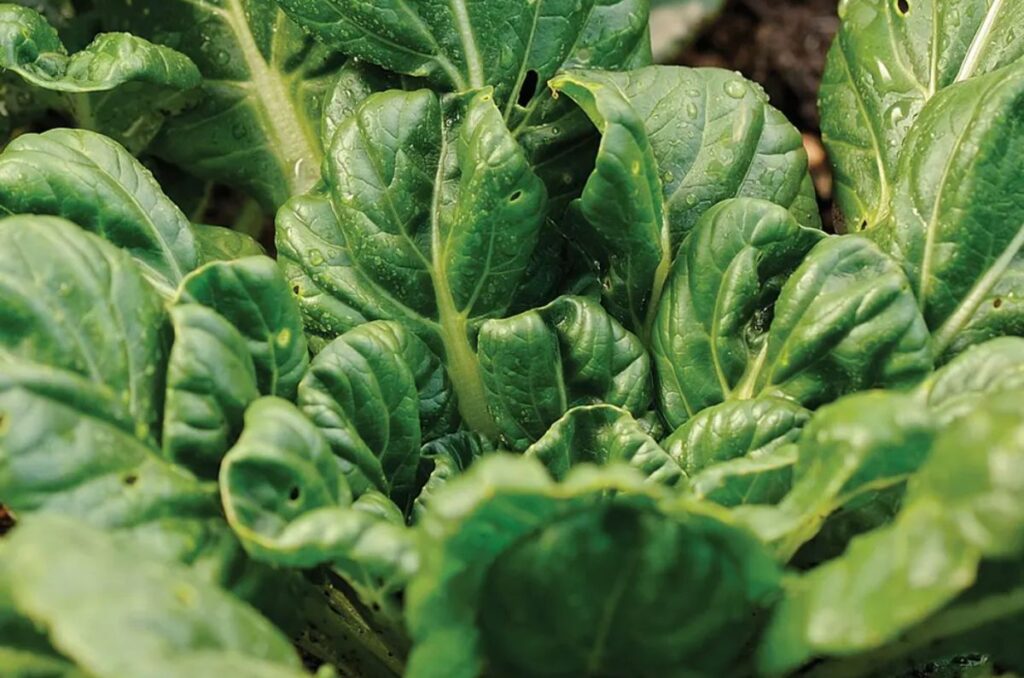 tatsoi asian greens variety