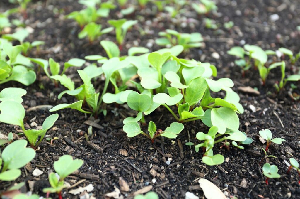 overcrowded radish seedlings need to be thinned