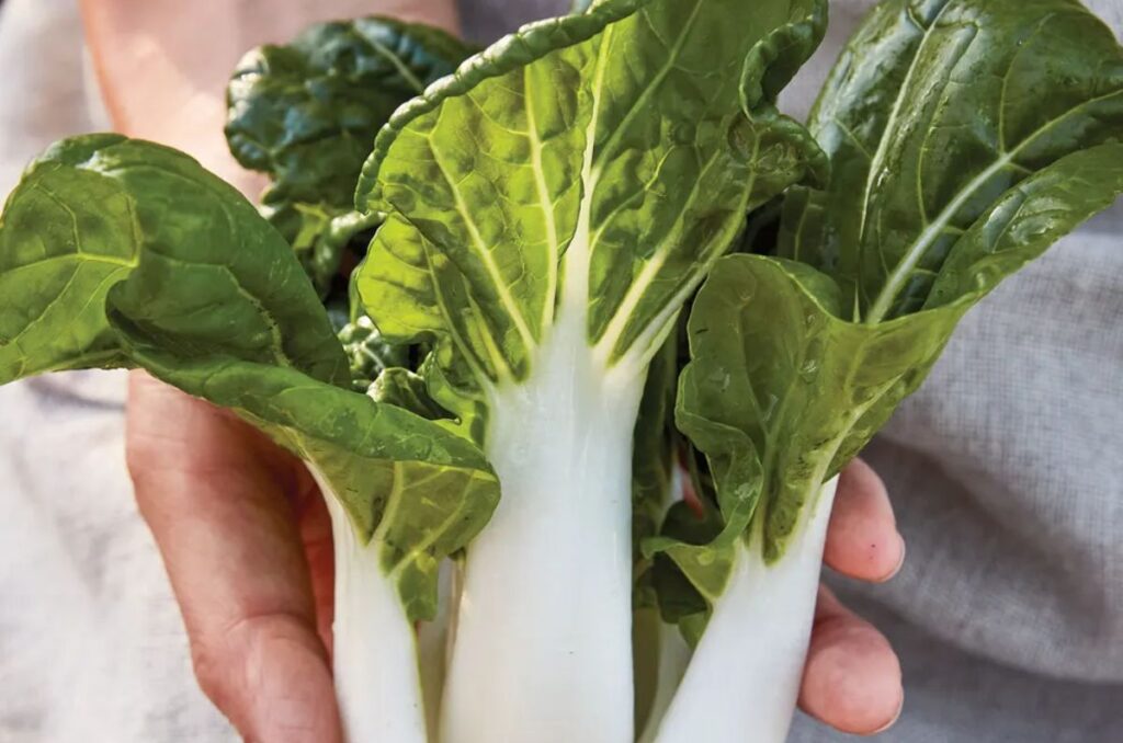 toy choi bok choy variety