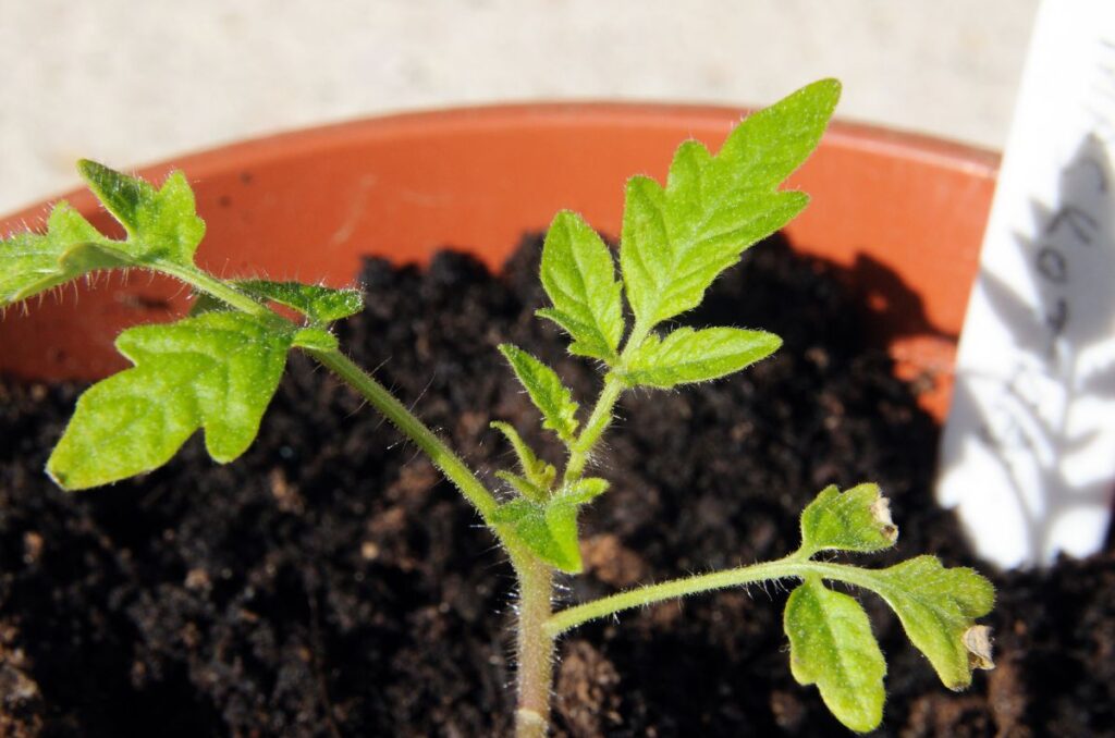 transplanting tomato seedlings