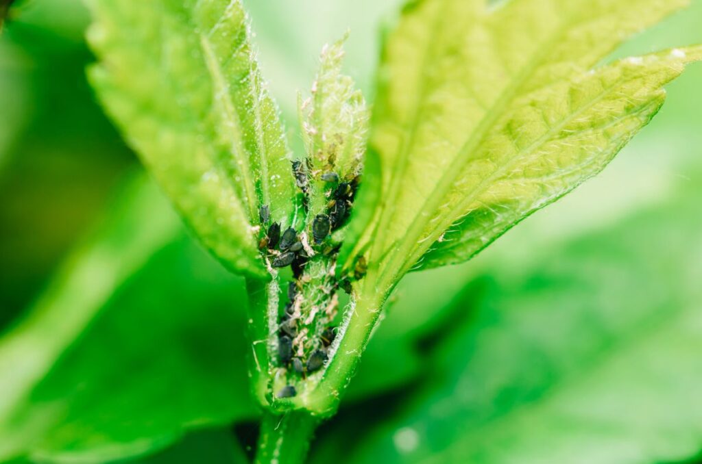 aphids eating the growing tips of fresh leaves