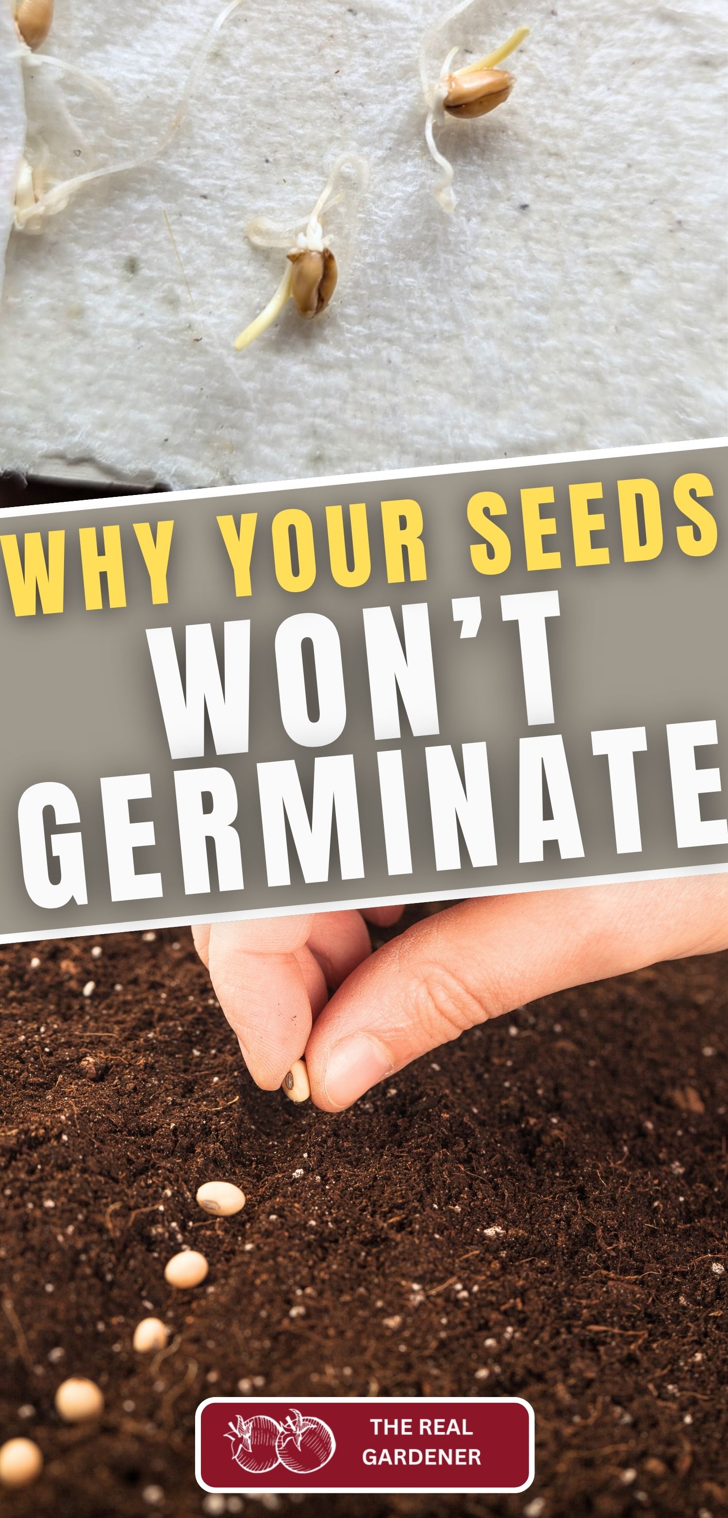 why your seeds won't germinate