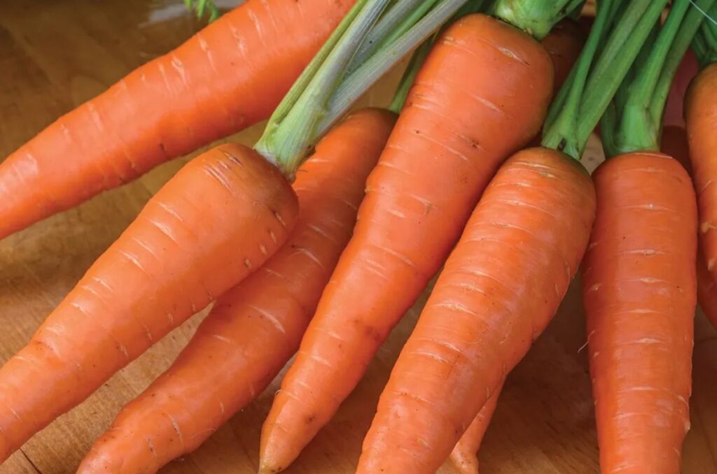 yaya organic carrot variety