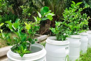 5 gallon bucket garden