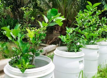 5 gallon bucket garden