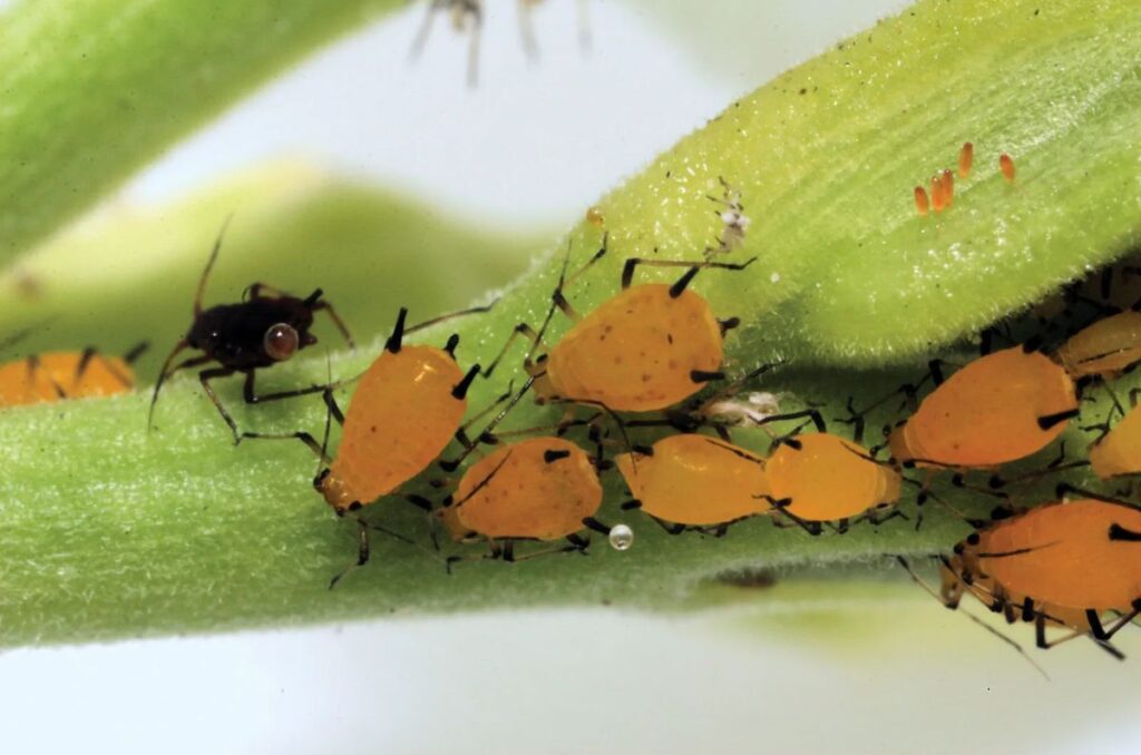 aphids on cucumber plants