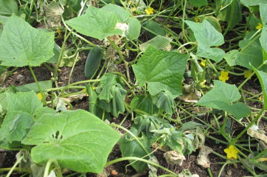 bacterial wilt on cucumber plants