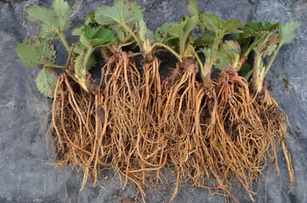 bare root strawberry plants