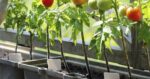 long season vegetables to grow in containers