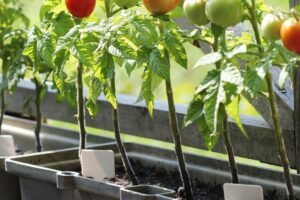 long season vegetables to grow in containers