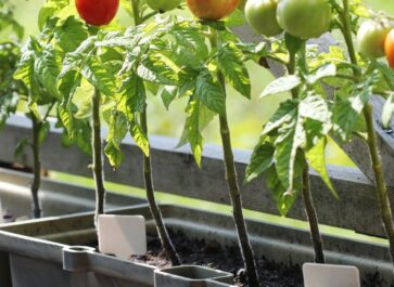 long season vegetables to grow in containers