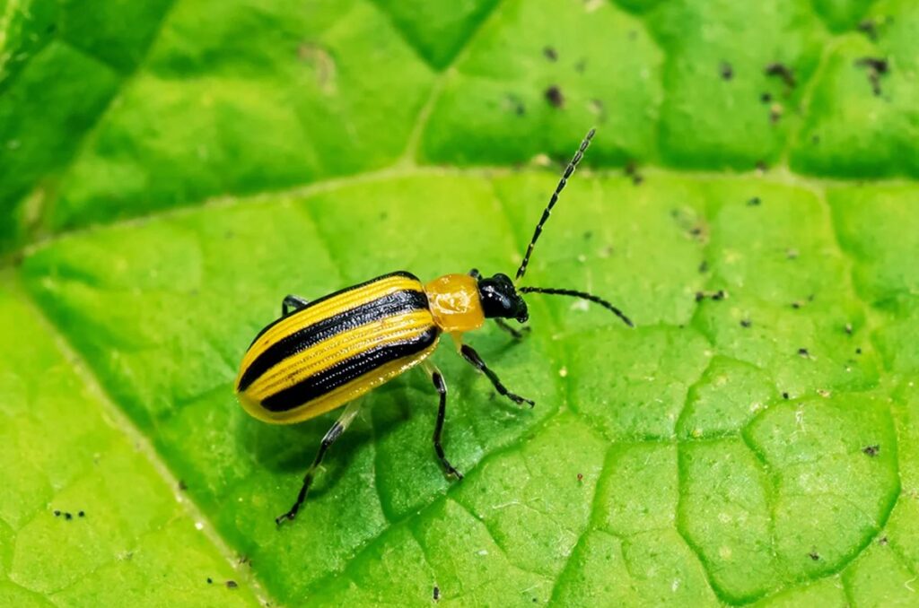 cucumber beetle on cucumber plants