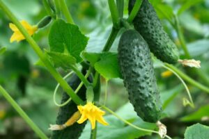 how to grow cucumbers from seed