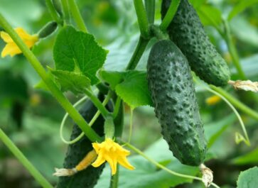 how to grow cucumbers from seed