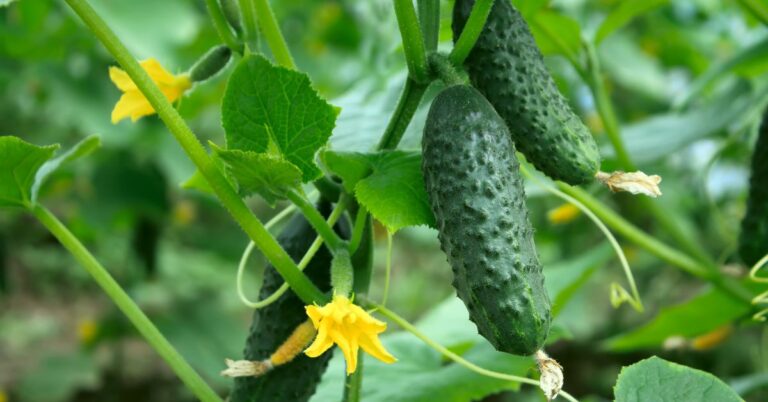 how to grow cucumbers from seed