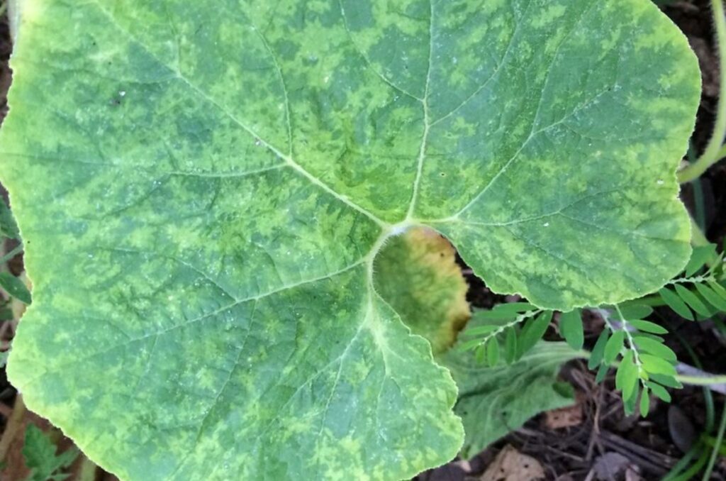 cucumber mosaic virus on cucumber plants