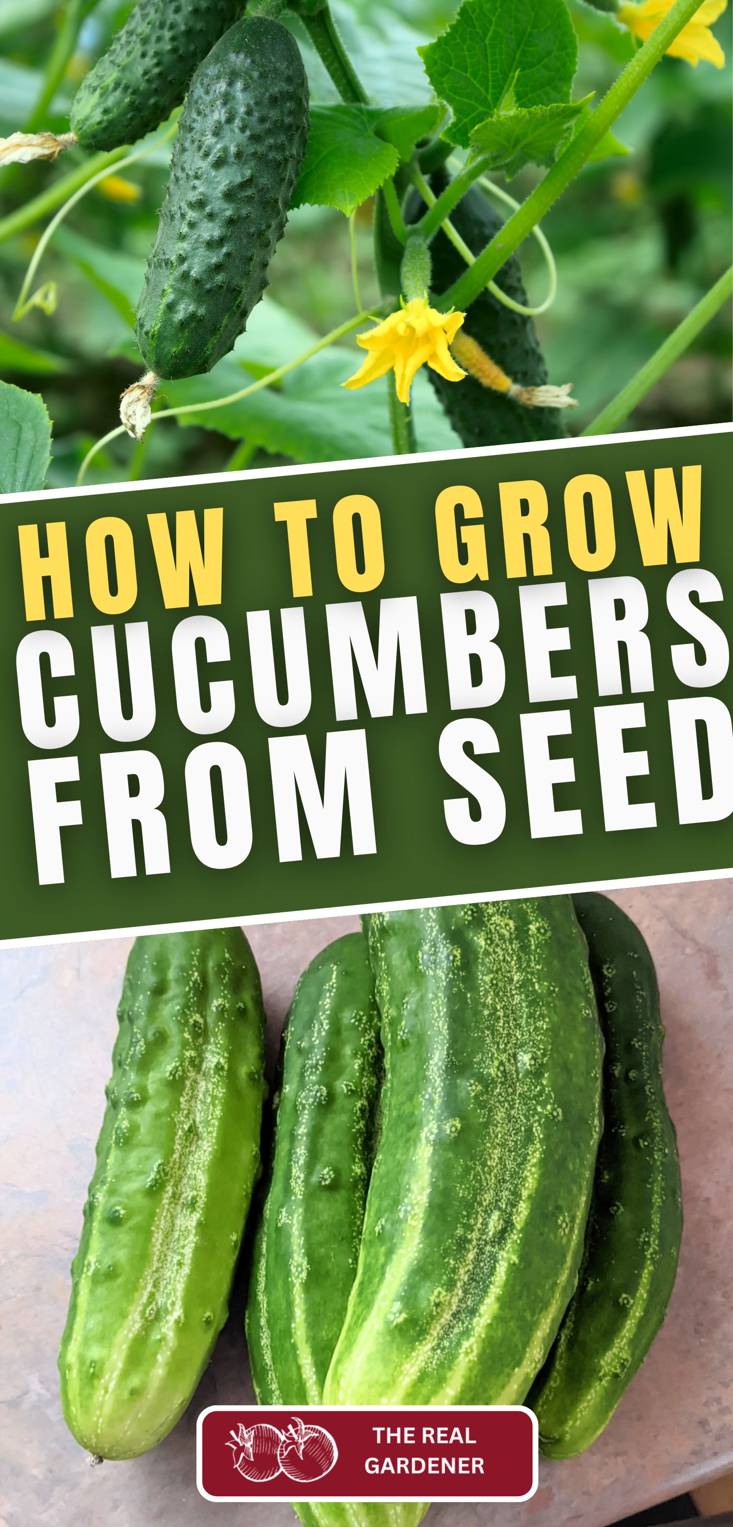 how to grow cucumbers from seed