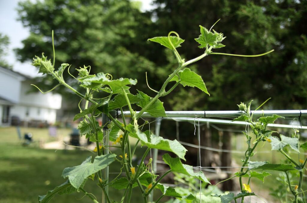 cucumber plants growing on a DIY trellis