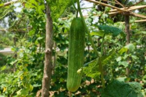 cucumbers that climb on a trellis