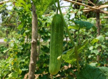 cucumbers that climb on a trellis