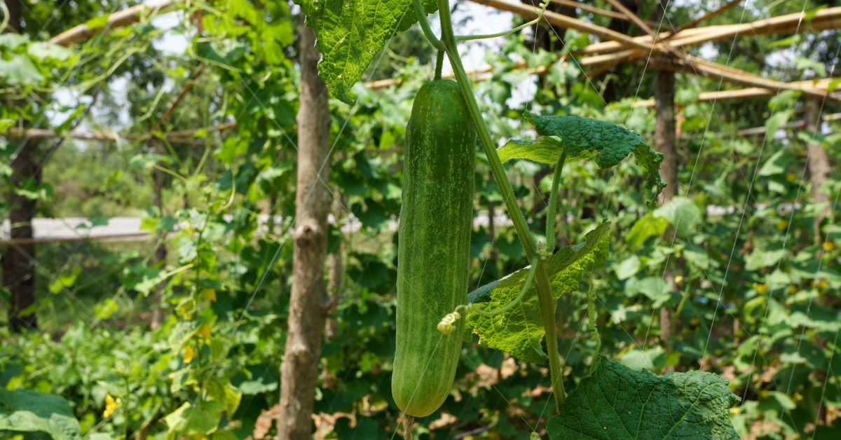 cucumbers that climb on a trellis