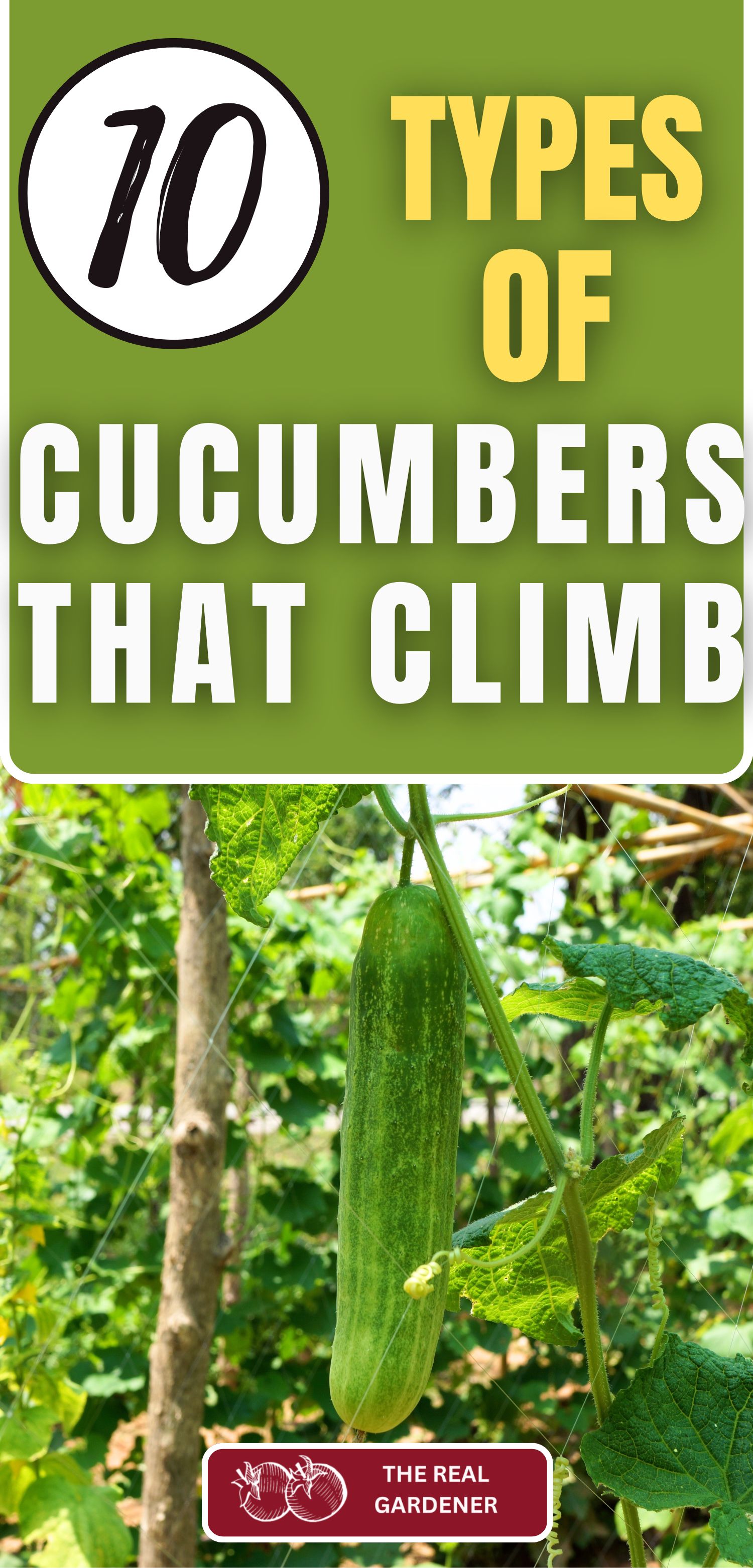 10 types of cucumbers that climb