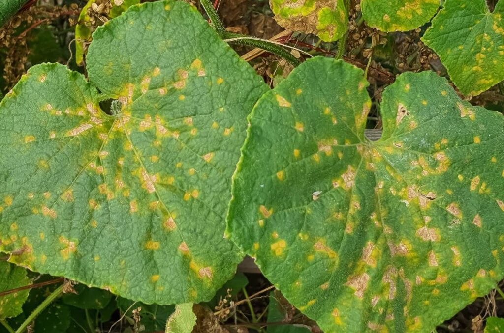 downy mildew on cucumber plants