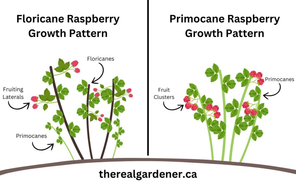 floricane raspberry growth pattern and primocane raspberry growth pattern