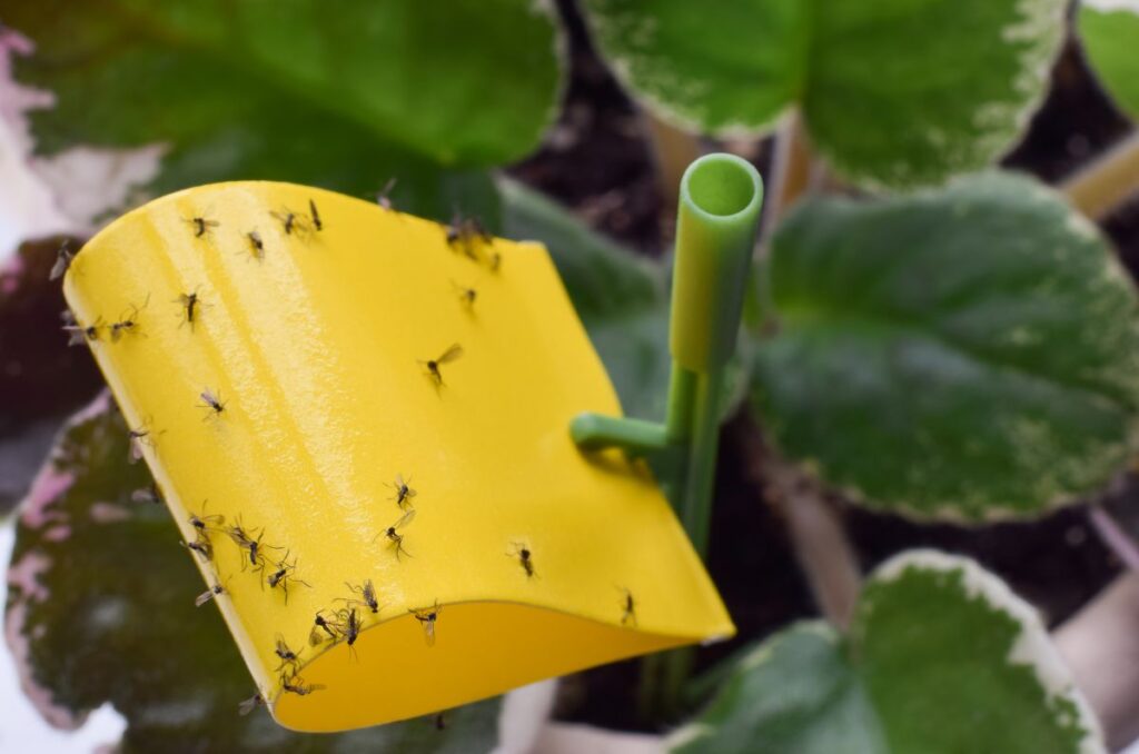 fungus gnats indoors on seedlings