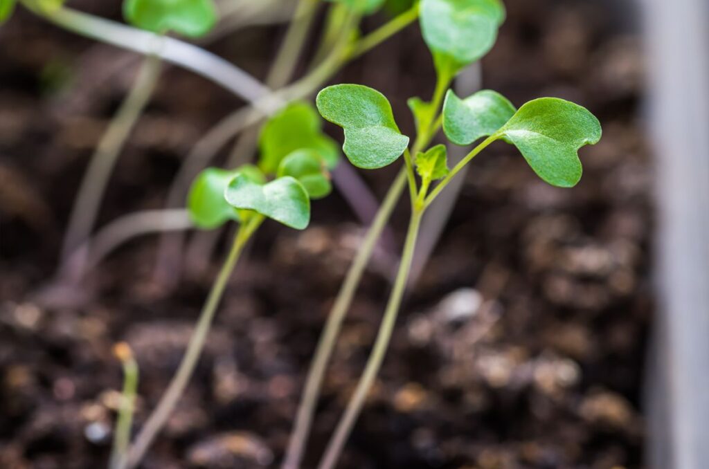 leggy brassica seedlings