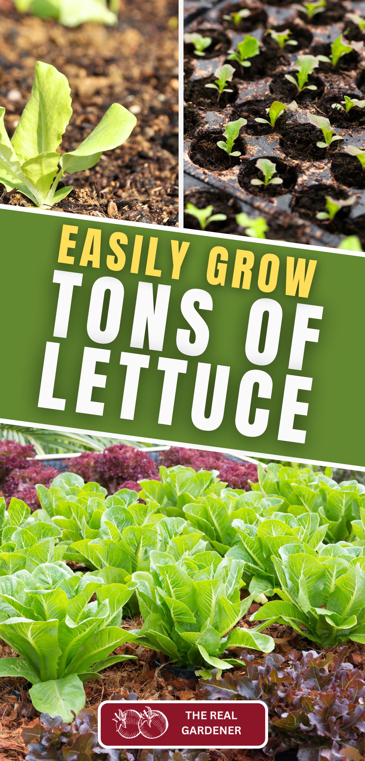 easily grow tons of lettuce