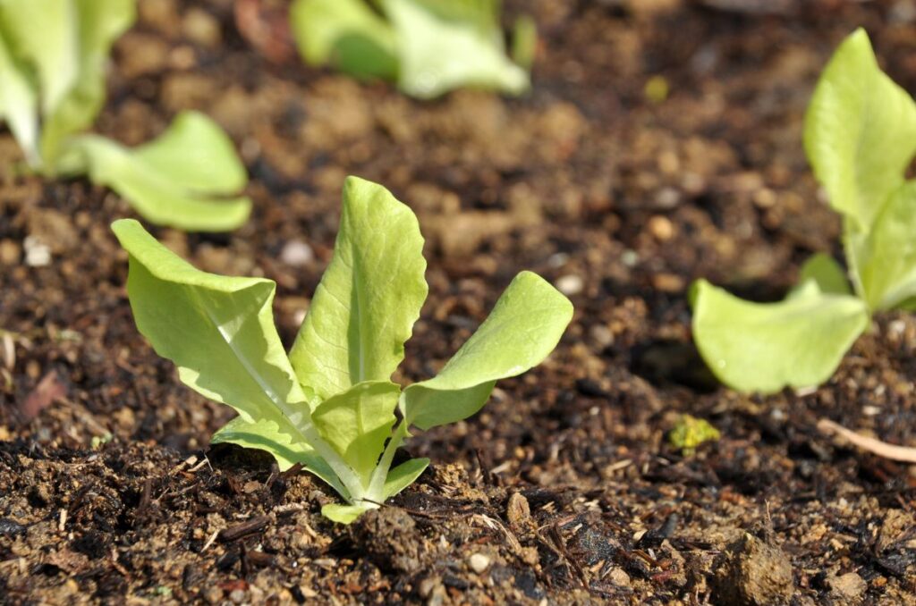 direct-sown lettuce plants in the garden