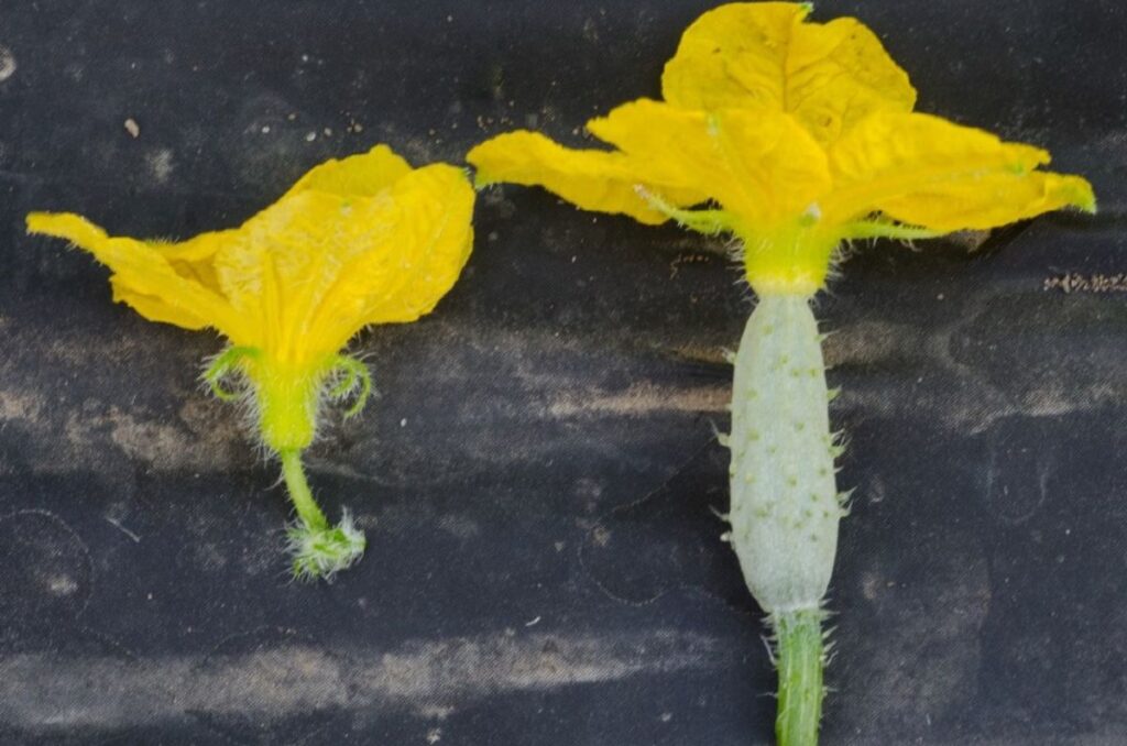 male and female cucumber flowers